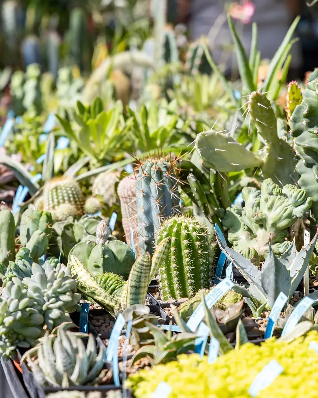 Cactus Show & Sale, Dallas | Dallas Arboretum at Mato events